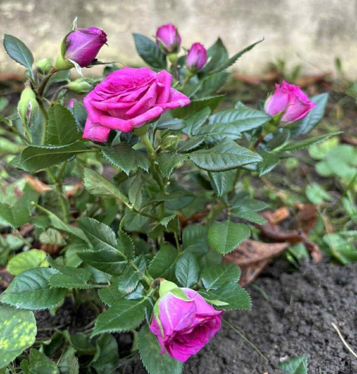 Culoarea viitorului e verde… cu parfum de trandafiri! Image