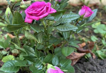 Culoarea viitorului e verde… cu parfum de trandafiri!